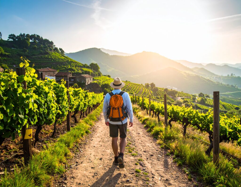 Pilgrim walking along the Portuguese Camino de Santiago carrying a small daypack, surrounded by vineyards and rolling hills in early morning sunlight.